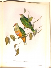 Exotische Vogel 11/24